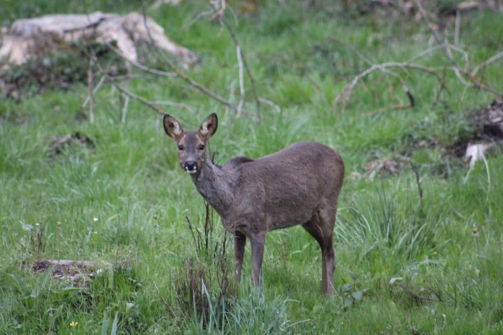 La Cabuche Proche Du Zoo De Beauval Ferienhaus Le Controis-en-Sologne