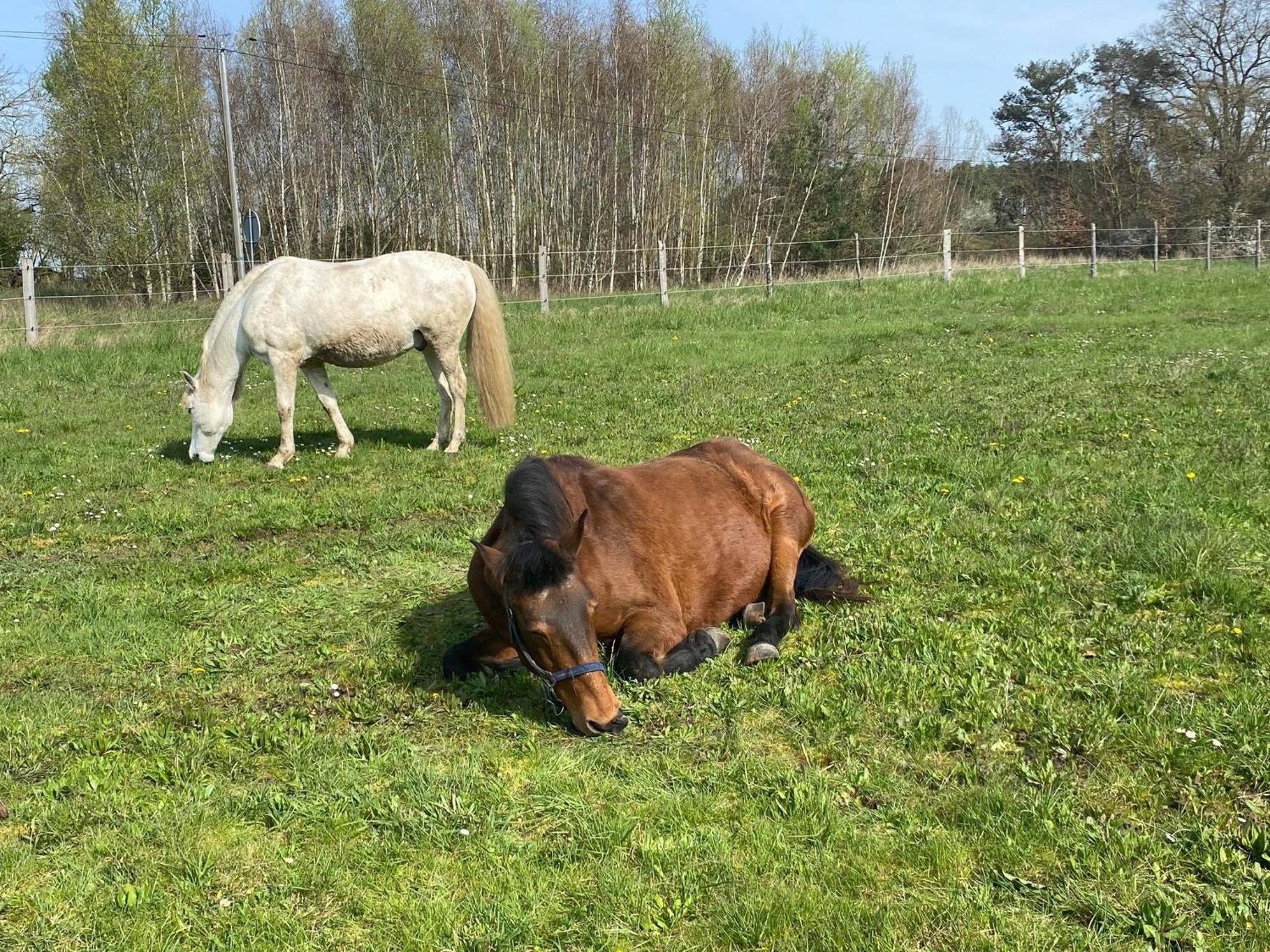 La Cabuche Proche Du Zoo De Beauval